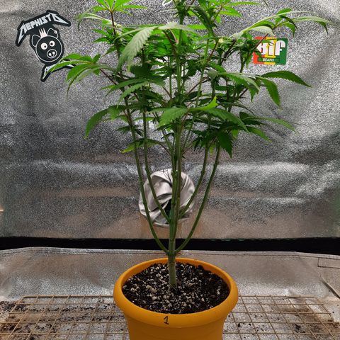 Royal Jewels F1 #1 growlog timeline photo