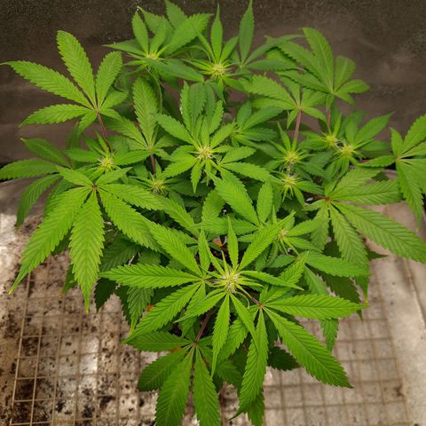 Royal Jewels F1 #1 growlog timeline photo