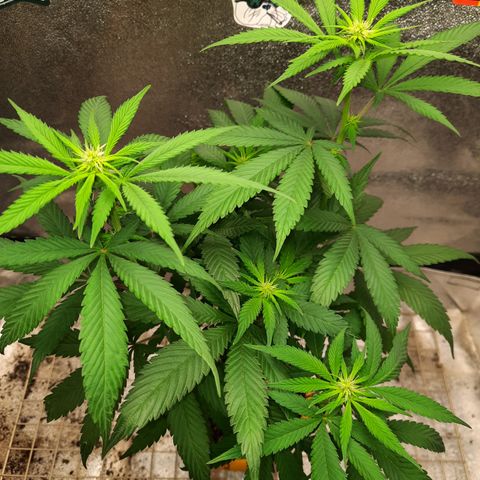 Royal Jewels F1 #2 growlog timeline photo