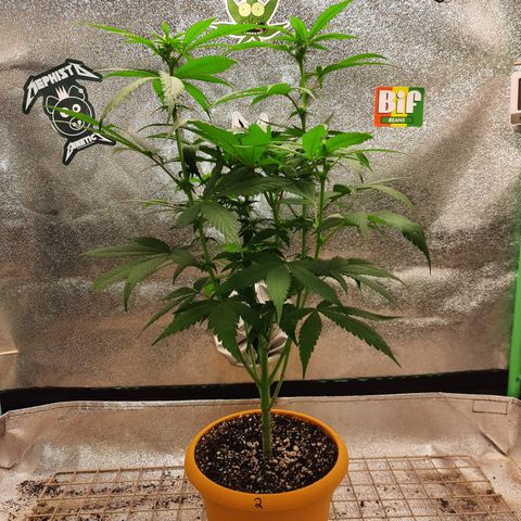 Royal Jewels F1 #2 growlog timeline photo