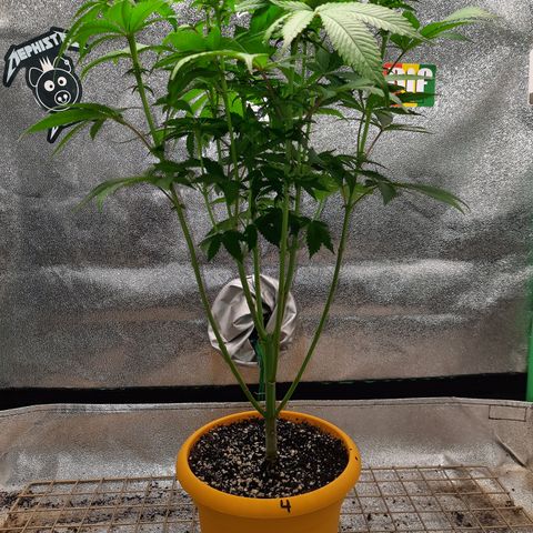 Royal Jewels F1 #4 growlog timeline photo