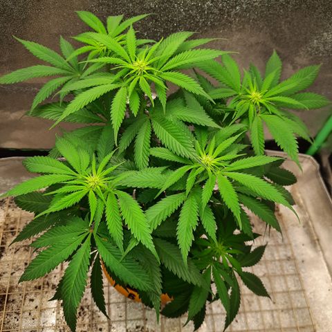 Royal Jewels F1 #6 growlog timeline photo