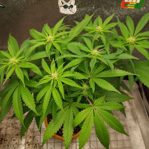 Royal Jewels F1 #4 growlog timeline photo