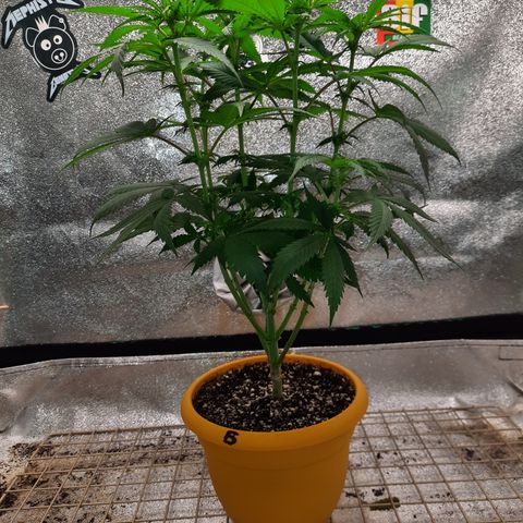 Royal Jewels F1 #6 growlog timeline photo