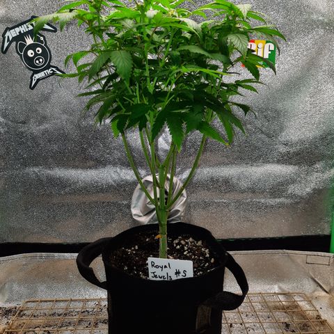 Royal Jewels F1 #5 growlog timeline photo