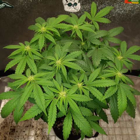 Royal Jewels F1 #5 growlog timeline photo