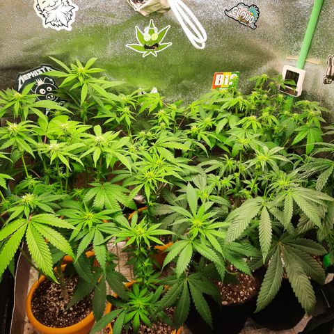 Royal Jewels F1 #1 growlog timeline photo