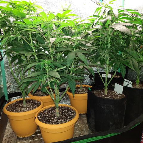 Royal Jewels F1 #1 growlog timeline photo