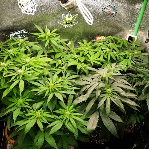 Royal Jewels F1 #1 growlog timeline photo