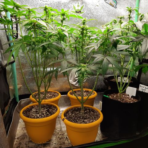Royal Jewels F1 #1 growlog timeline photo