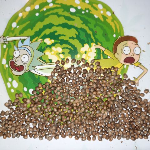 Australian Bastard Female  growlog timeline photo