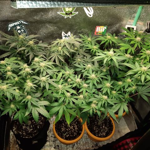 Royal Jewels F1 #1 growlog timeline photo