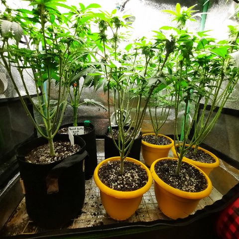 Royal Jewels F1 #1 growlog timeline photo