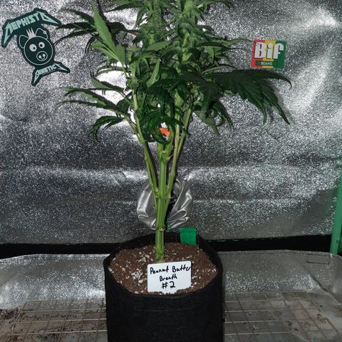 Peanut Butter Breath S1 #2 growlog timeline photo