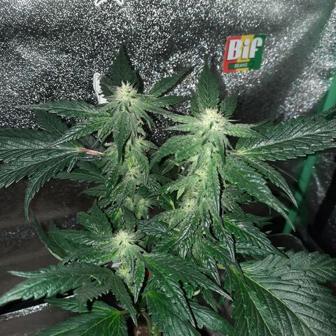 Peanut Butter Breath S1 #2 growlog timeline photo