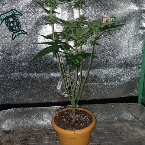 Royal Jewels F1 #2 growlog timeline photo