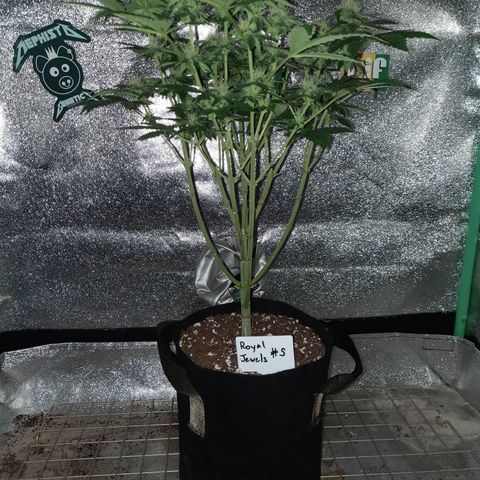 Royal Jewels F1 #5 growlog timeline photo