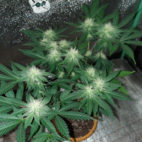 Royal Jewels F1 #1 growlog timeline photo