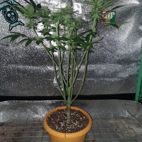 Royal Jewels F1 #1 growlog timeline photo