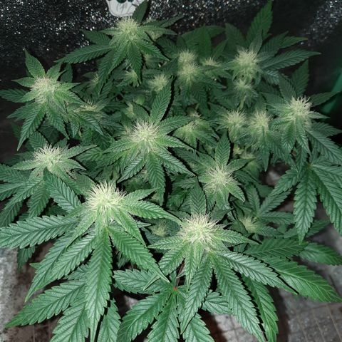 Royal Jewels F1 #5 growlog timeline photo