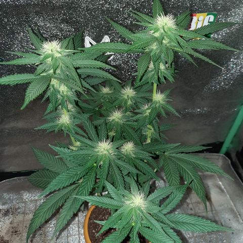 Royal Jewels F1 #2 growlog timeline photo