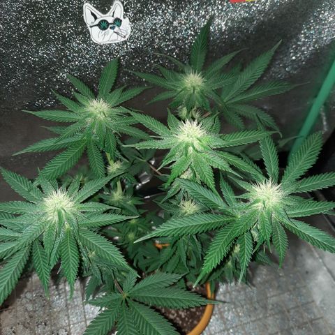 Royal Jewels F1 #6 growlog timeline photo