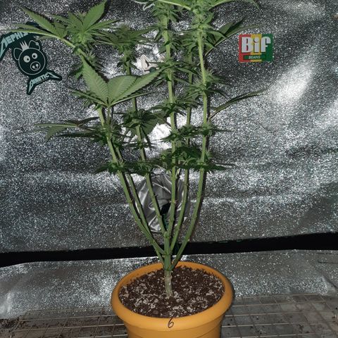 Royal Jewels F1 #6 growlog timeline photo
