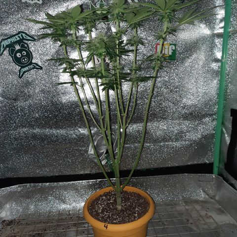 Royal Jewels F1 #4 growlog timeline photo