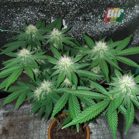 Royal Jewels F1 #4 growlog timeline photo