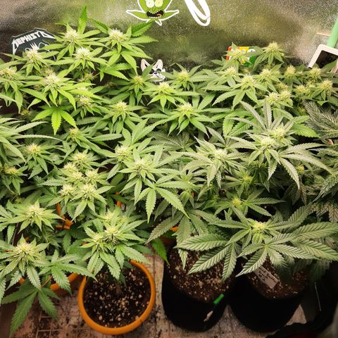 Royal Jewels F1 #1 growlog timeline photo