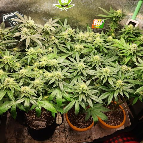 Royal Jewels F1 #1 growlog timeline photo