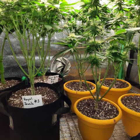 Royal Jewels F1 #1 growlog timeline photo