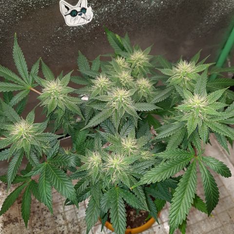 Royal Jewels F1 #1 growlog timeline photo