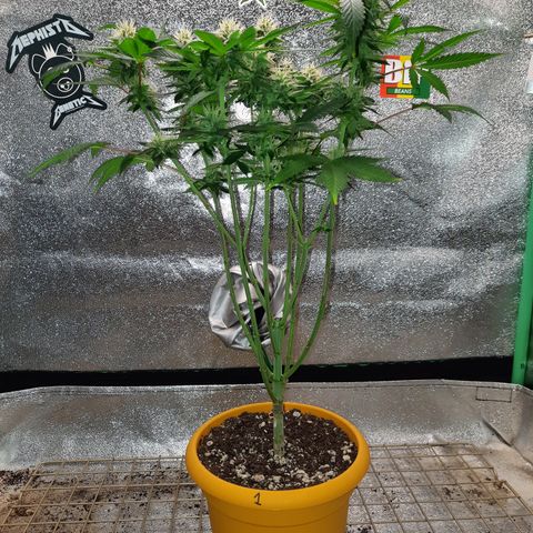 Royal Jewels F1 #1 growlog timeline photo