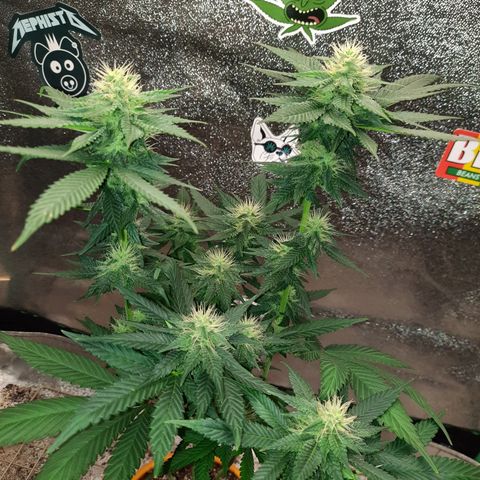Royal Jewels F1 #2 growlog timeline photo
