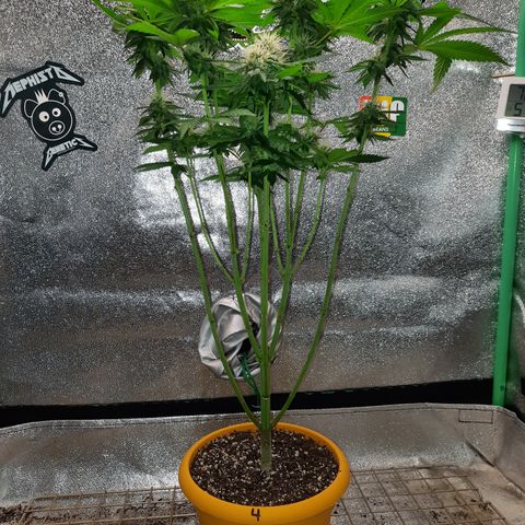 Royal Jewels F1 #4 growlog timeline photo