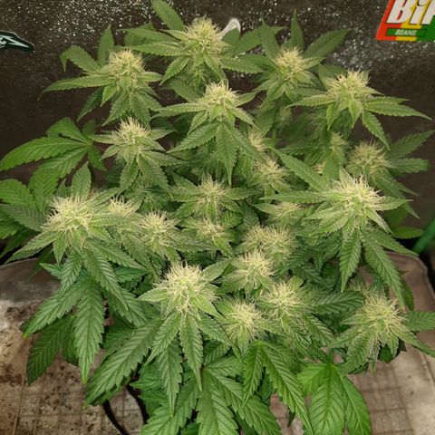 Royal Jewels F1 #5 growlog timeline photo