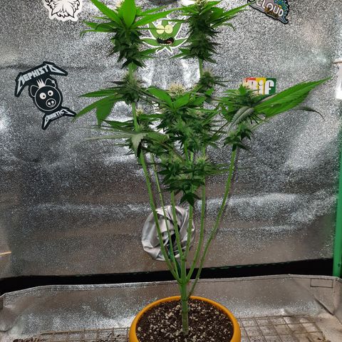 Royal Jewels F1 #2 growlog timeline photo