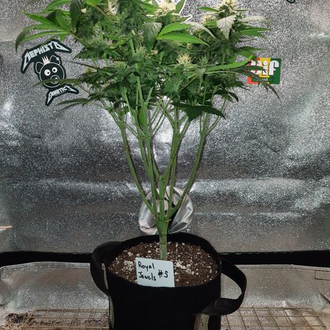 Royal Jewels F1 #5 growlog timeline photo