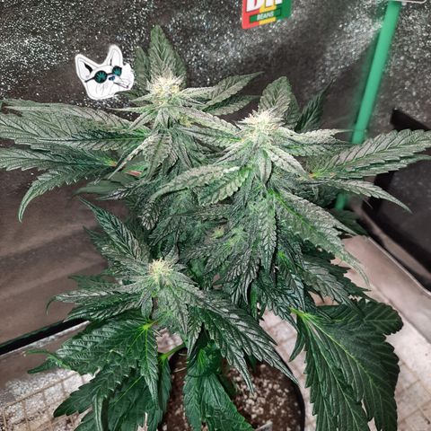 Peanut Butter Breath S1 #2 growlog timeline photo
