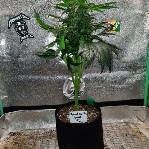 Peanut Butter Breath S1 #2 growlog timeline photo