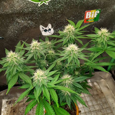 Royal Jewels F1 #4 growlog timeline photo