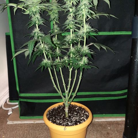 Royal Jewels F1 #6 growlog timeline photo