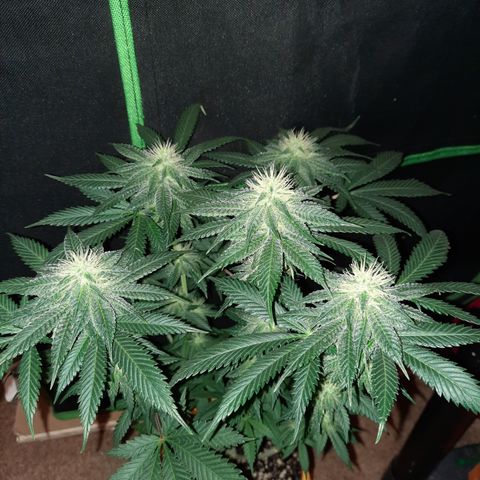 Royal Jewels F1 #6 growlog timeline photo