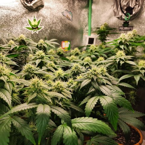 Royal Jewels F1 #1 growlog timeline photo