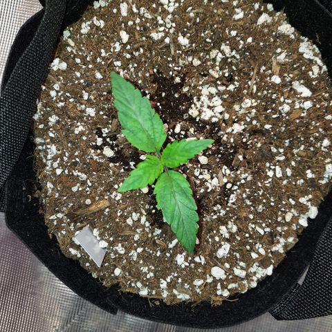 E-M Cake auto growlog timeline photo