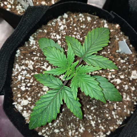 E-M Cake auto growlog timeline photo