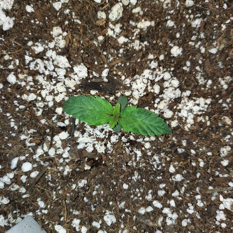 Madmartigan growlog timeline photo