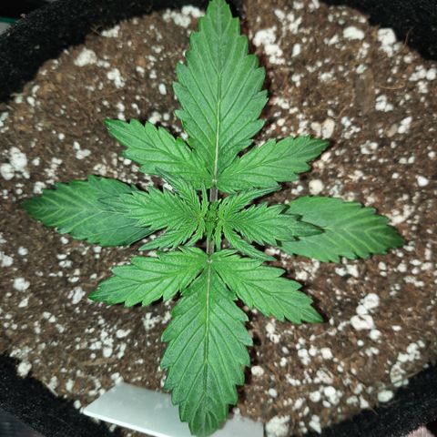 E-M Bruce vs Raoul auto growlog timeline photo