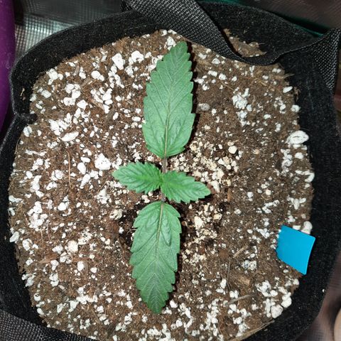 33 Sunsets growlog timeline photo